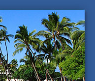 Tropical Paradise photograph